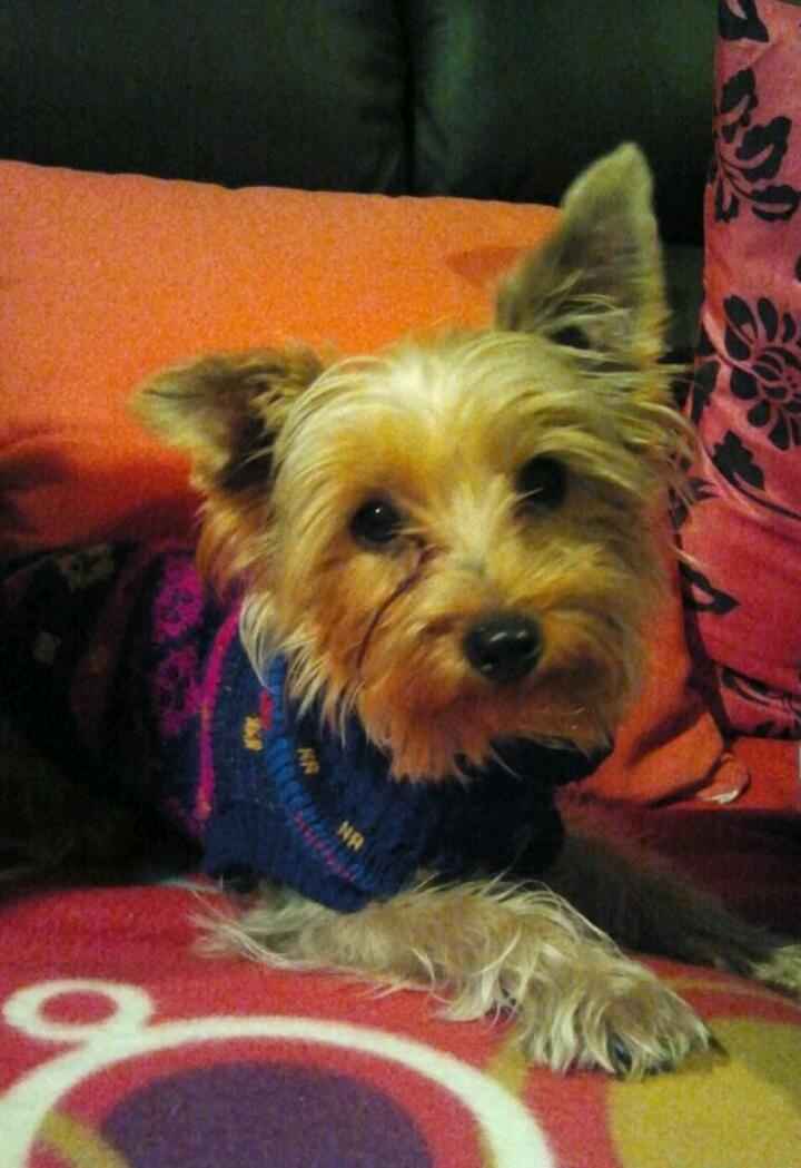 Nuestras mascotas!! - 1