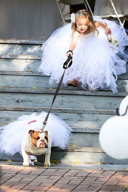 La mejor foto de boda: ¡la MASCOTA! 2