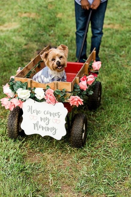 La mejor foto de boda: ¡la MASCOTA! 3