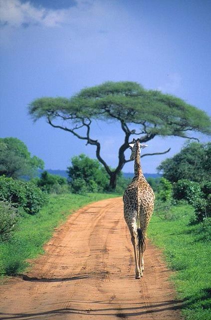 Safari por África