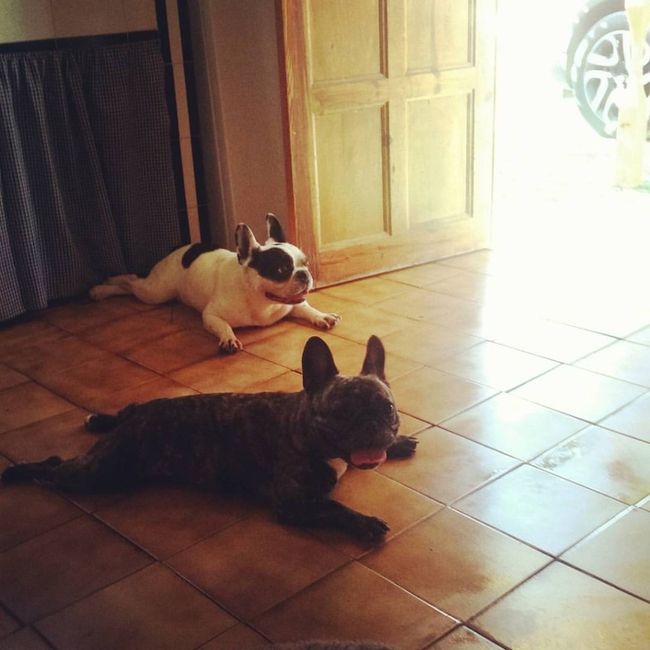 Bully y tabby