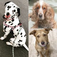 Mascotas en casa: ¿sí o no? - 1