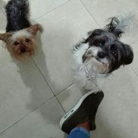 Mi mascota se llama _______ - 1