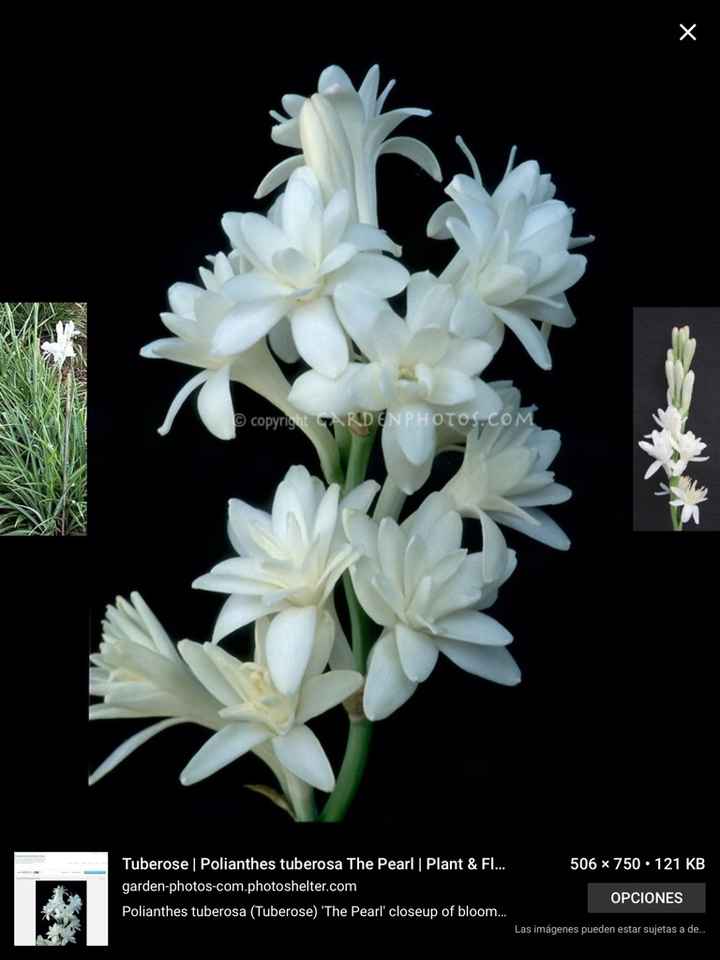 Posible ramo de flores silvestres - 1