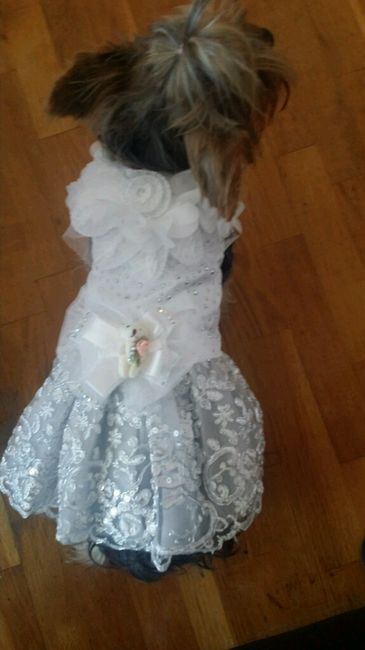 Animales en la boda - 1