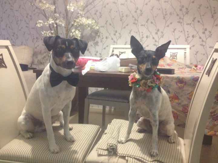 Preboda con mis perros