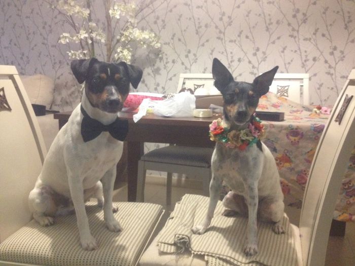 Preboda con mis perros