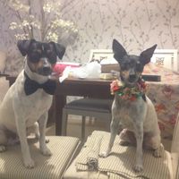 Preboda con mis perros