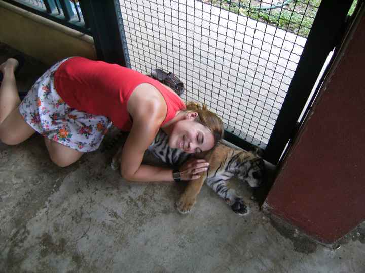 Tigre