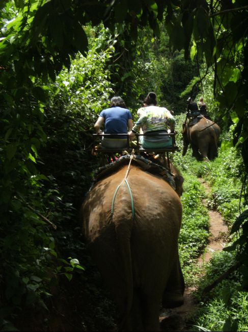 Montados en elefante