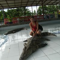 Cocodrilo