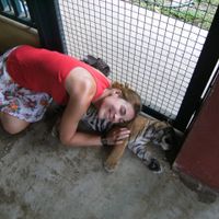 Tigre