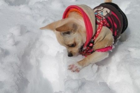 Nuestras mascotas!! - 5