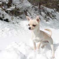 Nala   