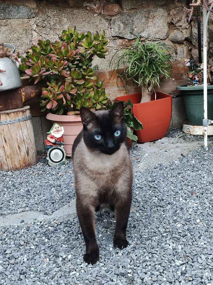 ¿Cómo se llaman vuestros peluditos? 🐱 - 1