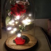 Rosa preservada la bella y la bestia! - 1