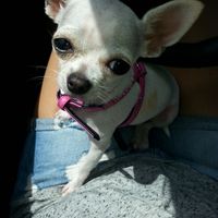 Nuestras mascotas!! - 1