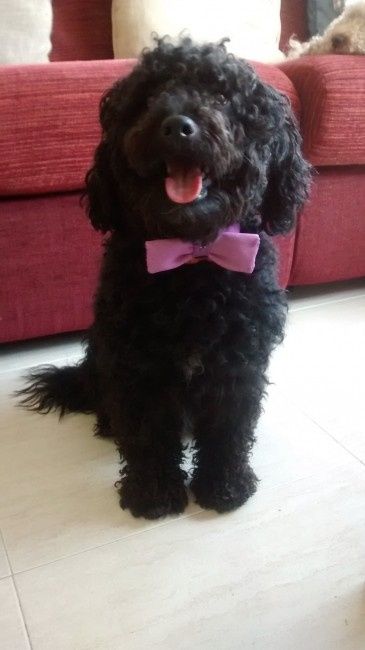Tux el mas guapo