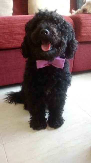 Tux el mas guapo