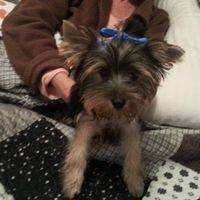 Mi Xuxi