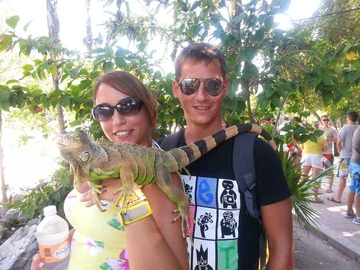 iguana..