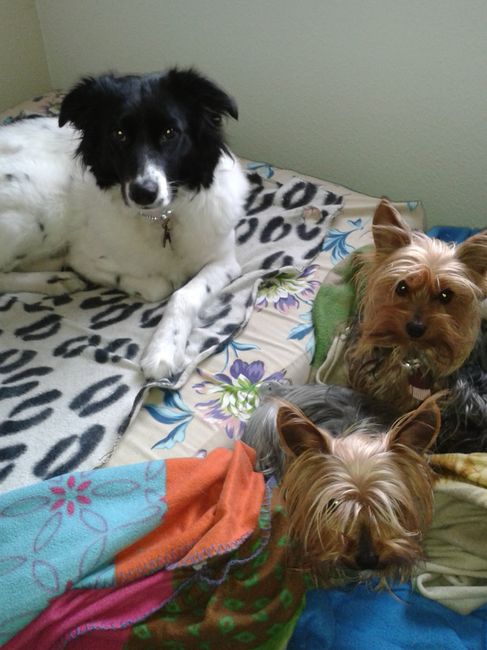 Nuestras mascotas!! - 1