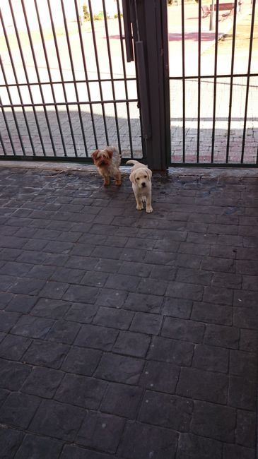 Nuestras mascotas!! - 2