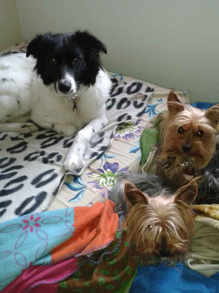 Nuestras mascotas!! - 1
