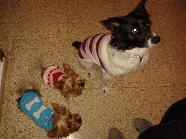 15 perros protagonistas en la boda - 1