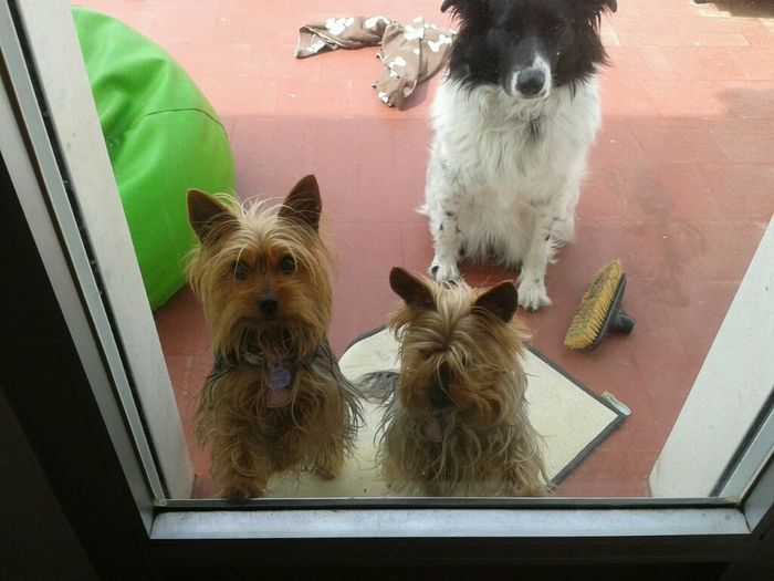 Nuestras mascotas!! - 1