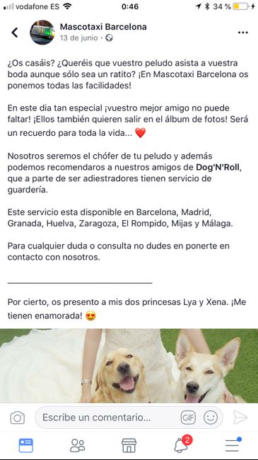 Mi perro en mi boda - 1
