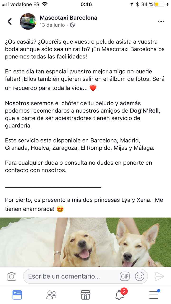 Mi perro en mi boda - 1