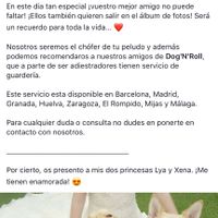 Mi perro en mi boda - 1