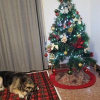 ¿Sois más de montar el árbol o el belén? - 1