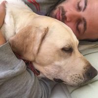 Mascotas en casa: ¿sí o no? - 1