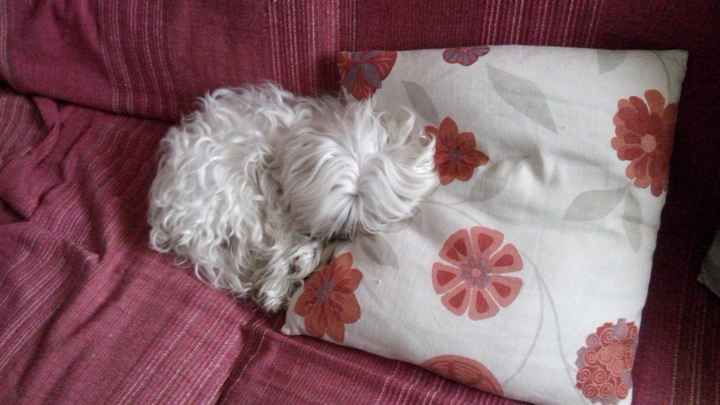 Nuestras mascotas!! - 1