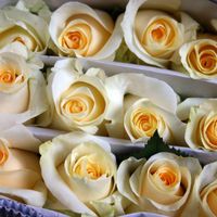 rosas del ramo