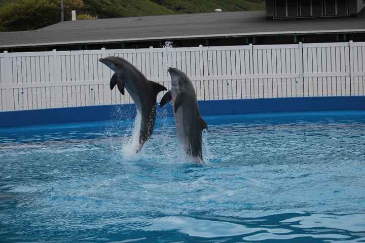 delfines