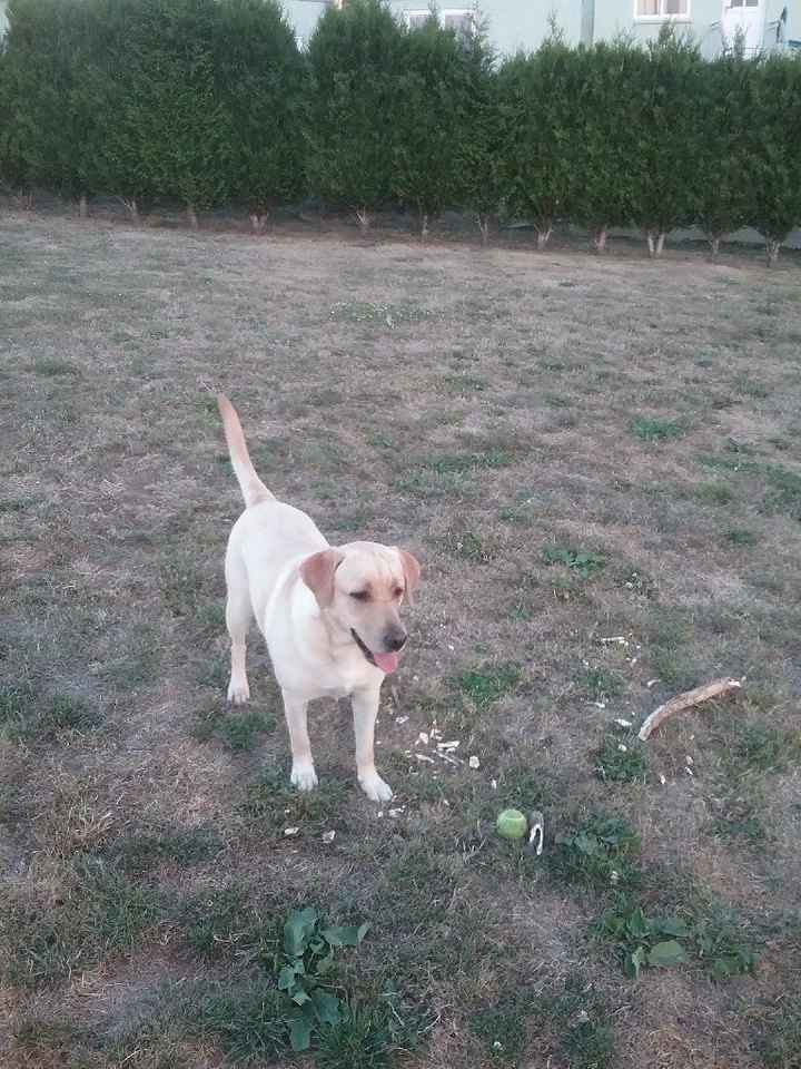¿Quién llevará mascotas a su boda? 🐶 - 1