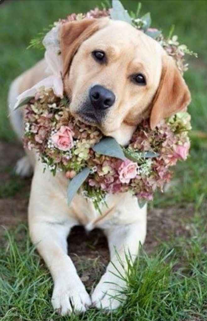 Perro en la boda🐶🐶 - 1