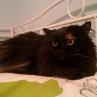 Mi gatina Lucy