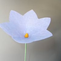 Flor para pétalos