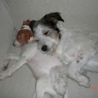 Nuestras mascotas!! - 1