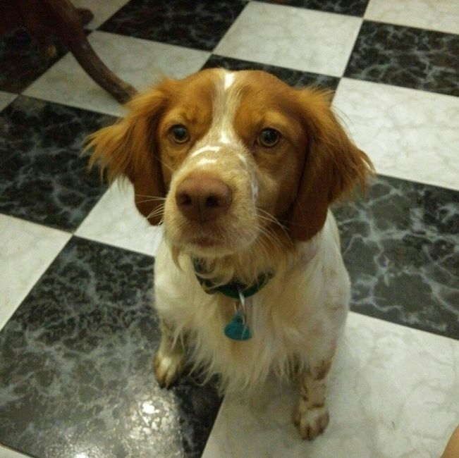 Mi mascota se llama _______ - 1
