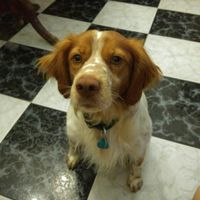 Mi mascota se llama _______ - 1