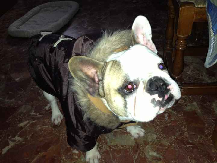 Nuestras mascotas!! - 2
