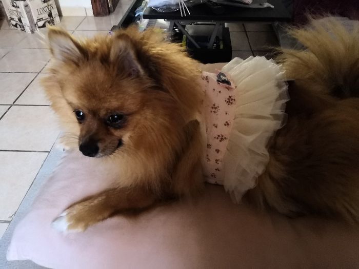 Mi pajecita especial - 1