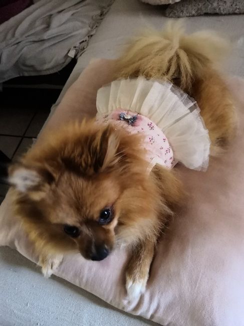 Mi pajecita especial - 2