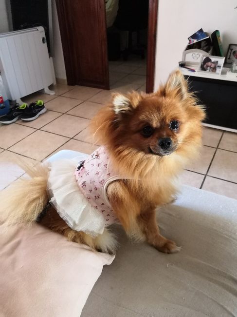 Mi lolo ya está preparado!😍 - 1