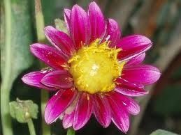 Dalia